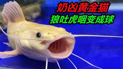 黃金招財魚